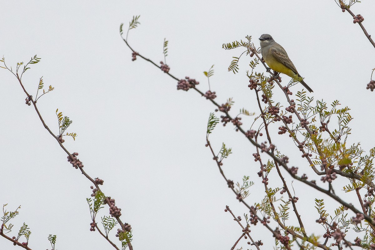 Cassin's Kingbird - ML616128197