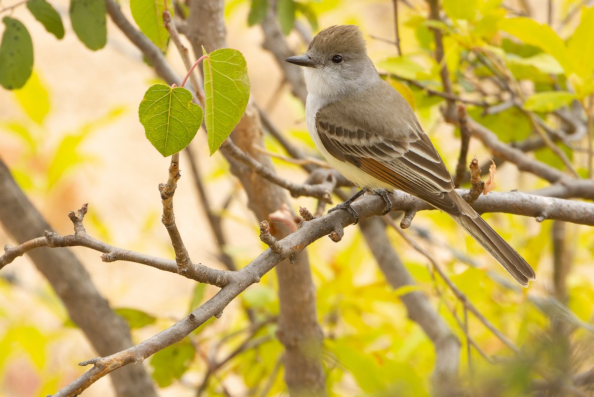 Ash-throated Flycatcher - ML616128207