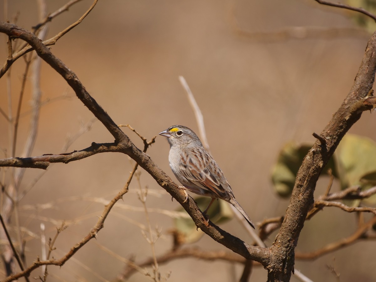 Grassland Sparrow - ML616128209