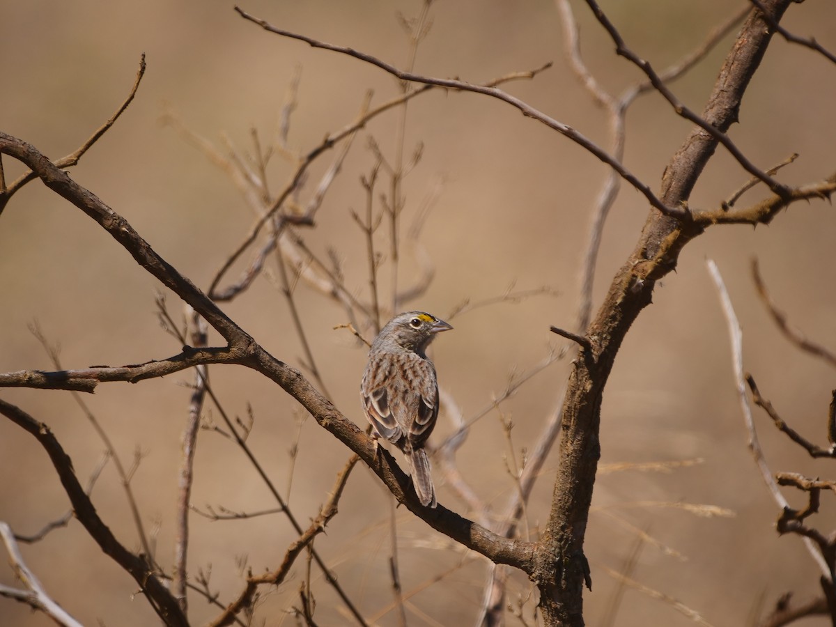 Grassland Sparrow - ML616128211