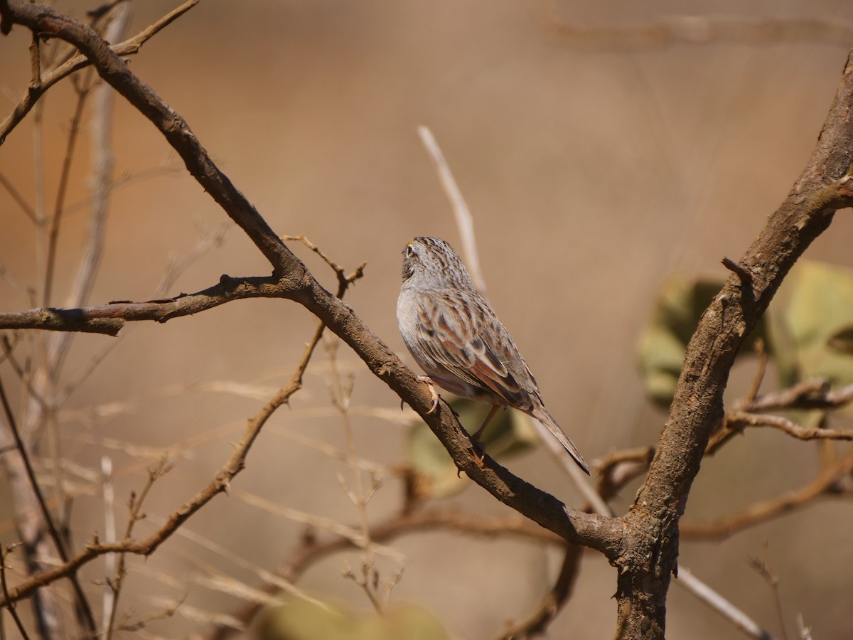 Grassland Sparrow - ML616128212