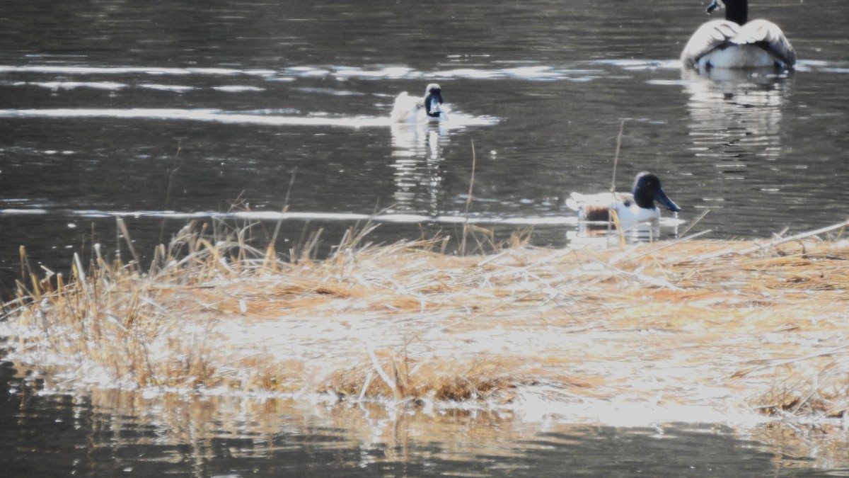 Northern Shoveler - ML616128268