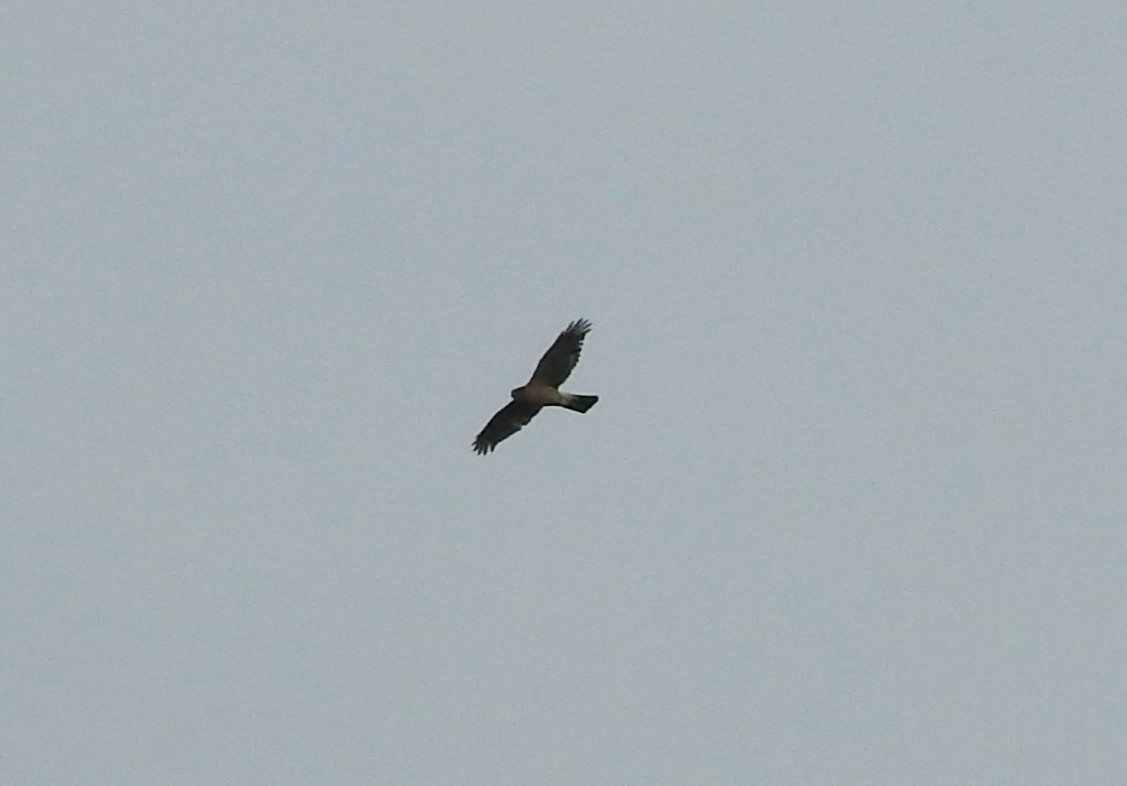 Sharp-shinned/Cooper's Hawk - ML616128315