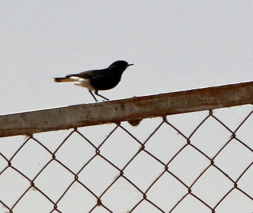 White-crowned Wheatear - ML616128327