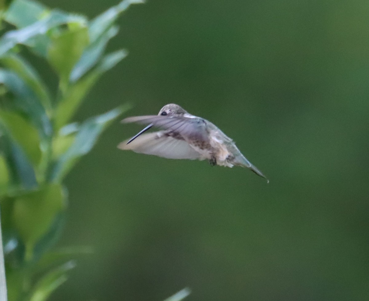 Black-chinned Hummingbird - ML616128422