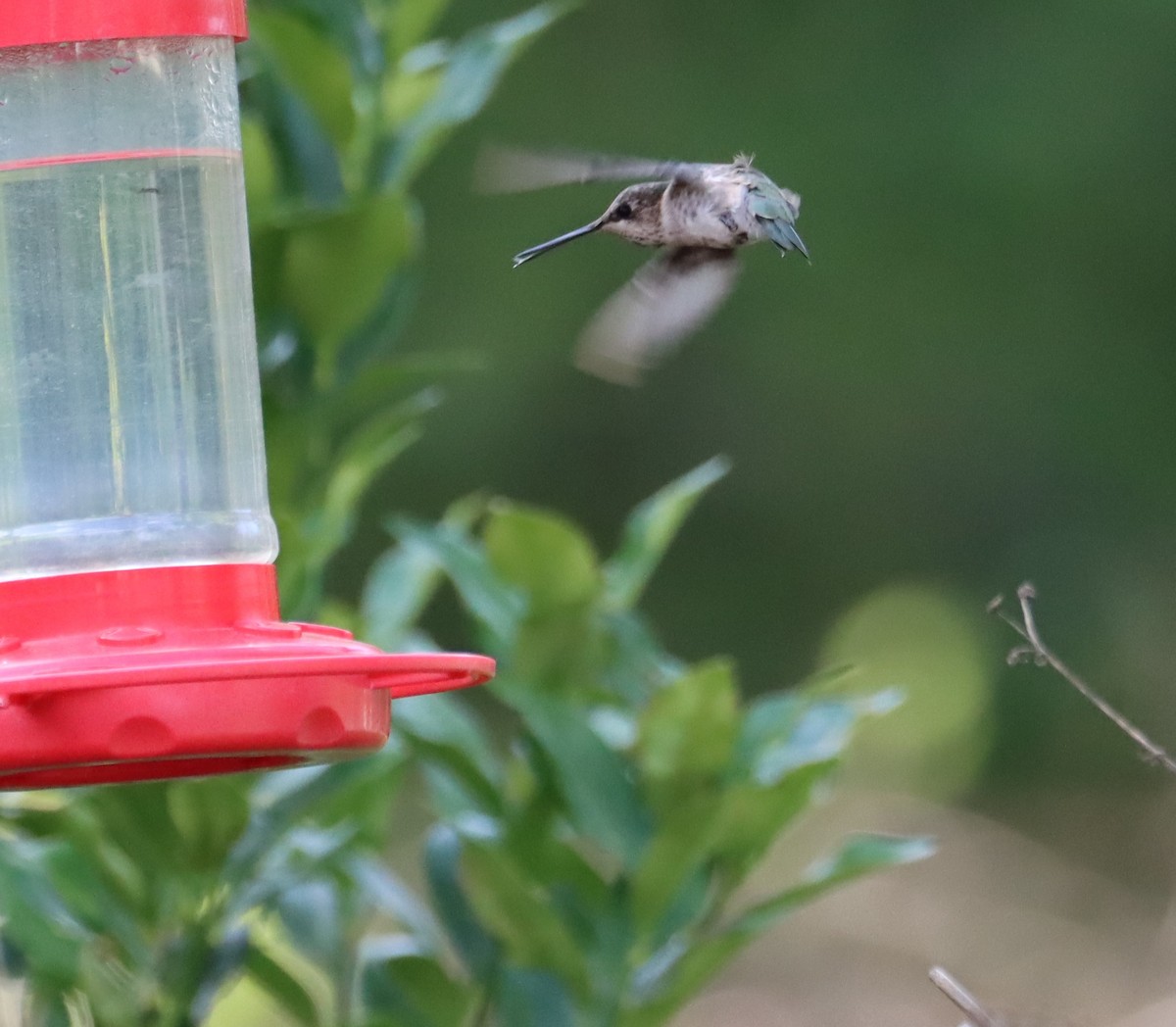 Black-chinned Hummingbird - ML616128425