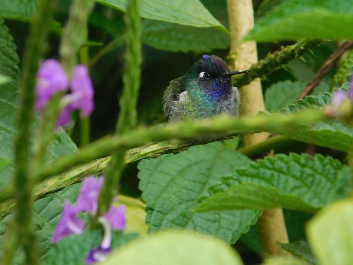 Violet-headed Hummingbird - ML616128486