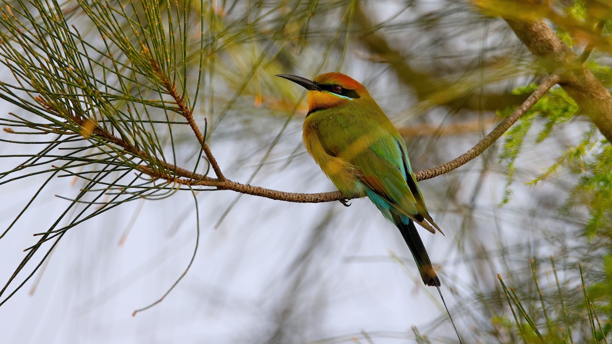 Rainbow Bee-eater - ML616128488