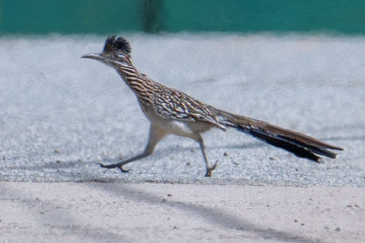 Greater Roadrunner - ML616128492