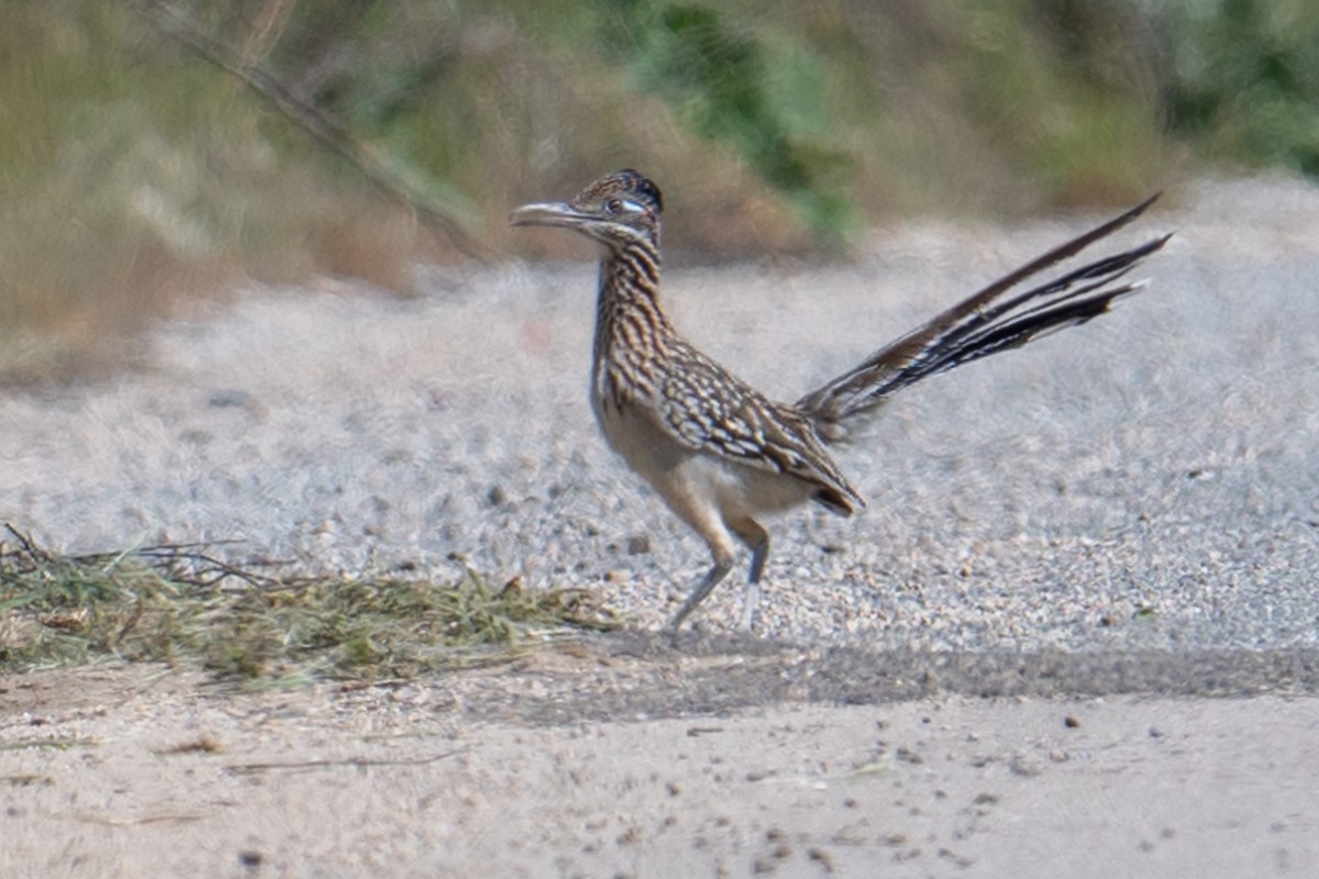 Greater Roadrunner - ML616128497