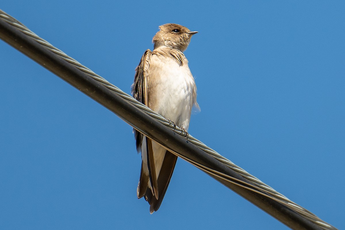 Hirondelle à ailes hérissées - ML616128503