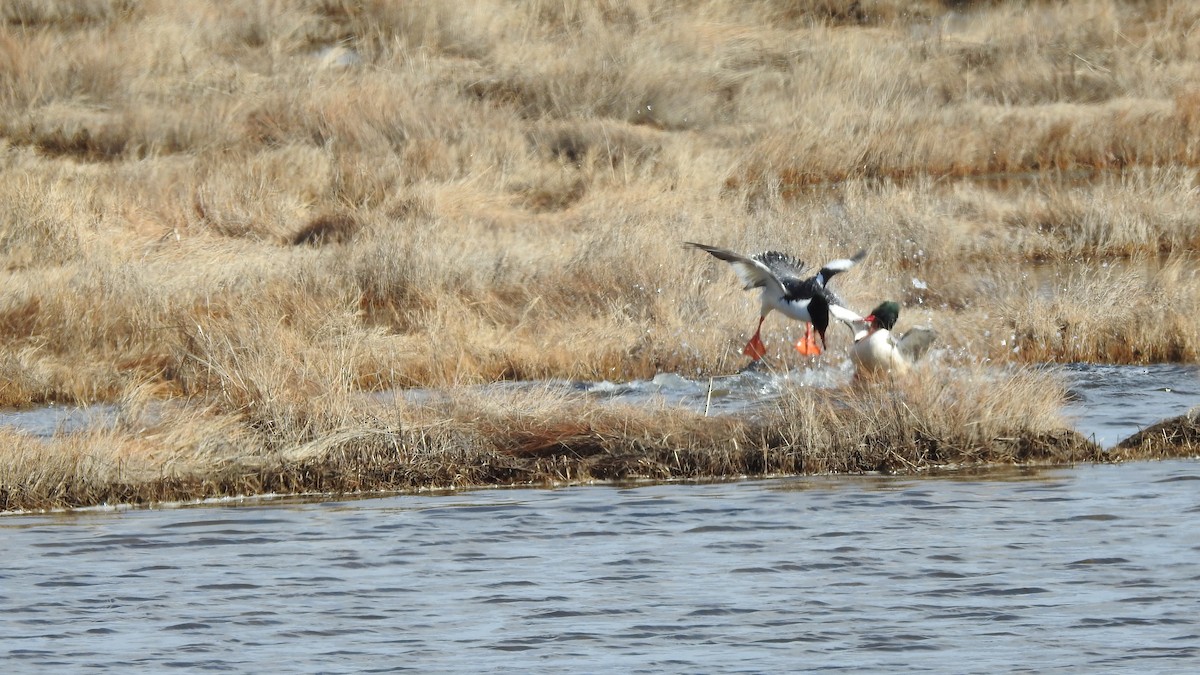 Common Merganser - ML616128517