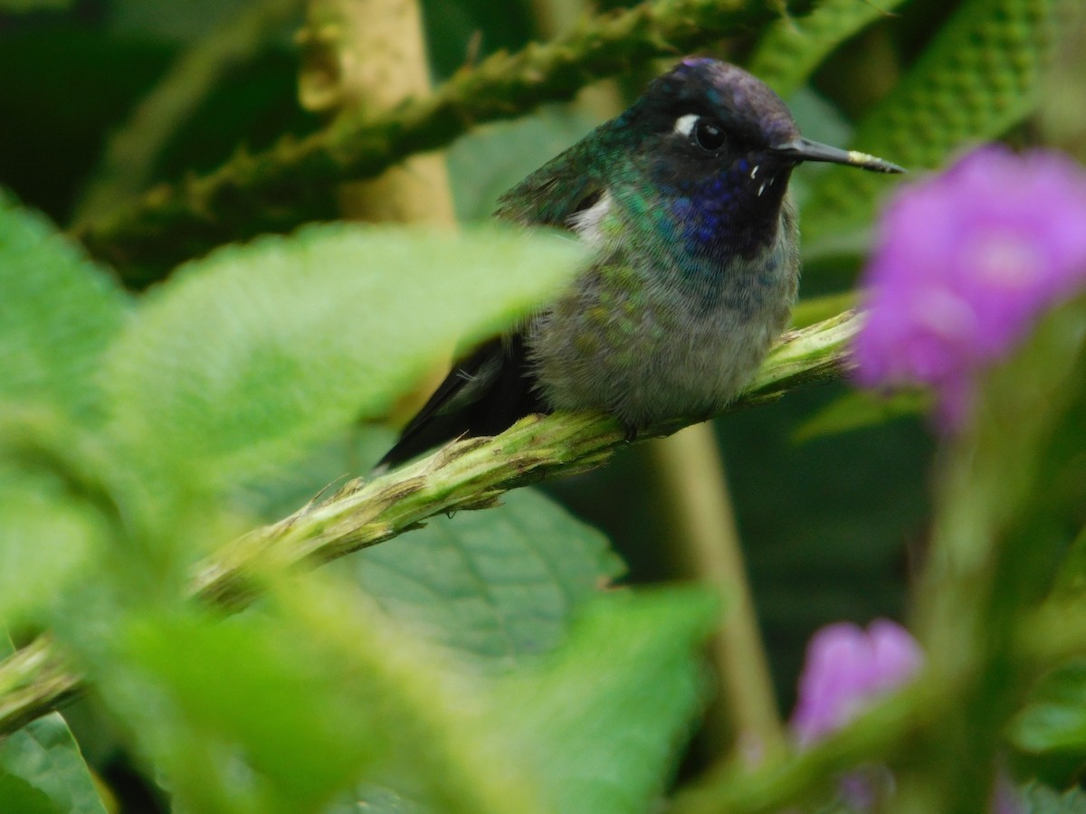 Violet-headed Hummingbird - ML616128531