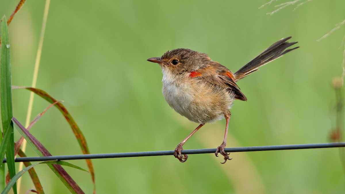 Red-backed Fairywren - ML616128537