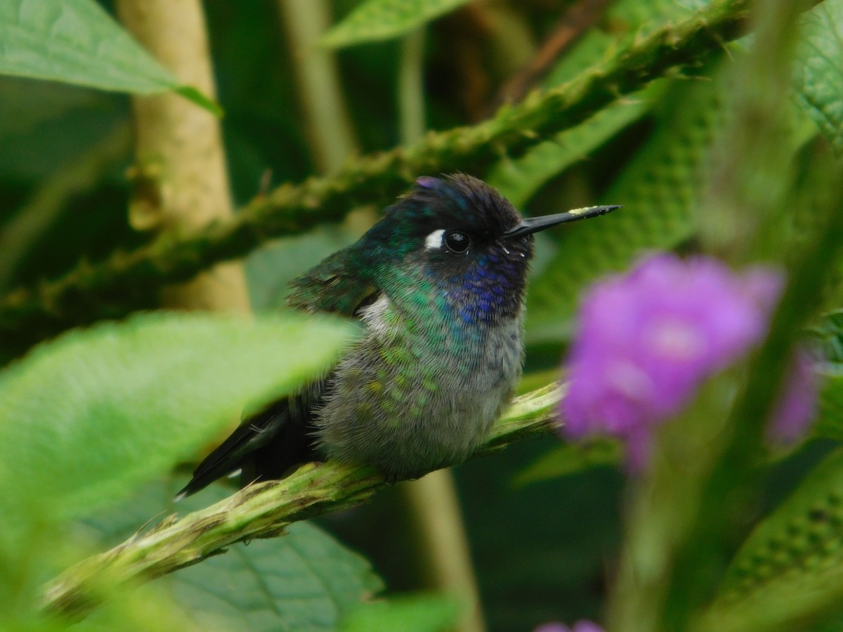 Colibri à tête violette - ML616128538