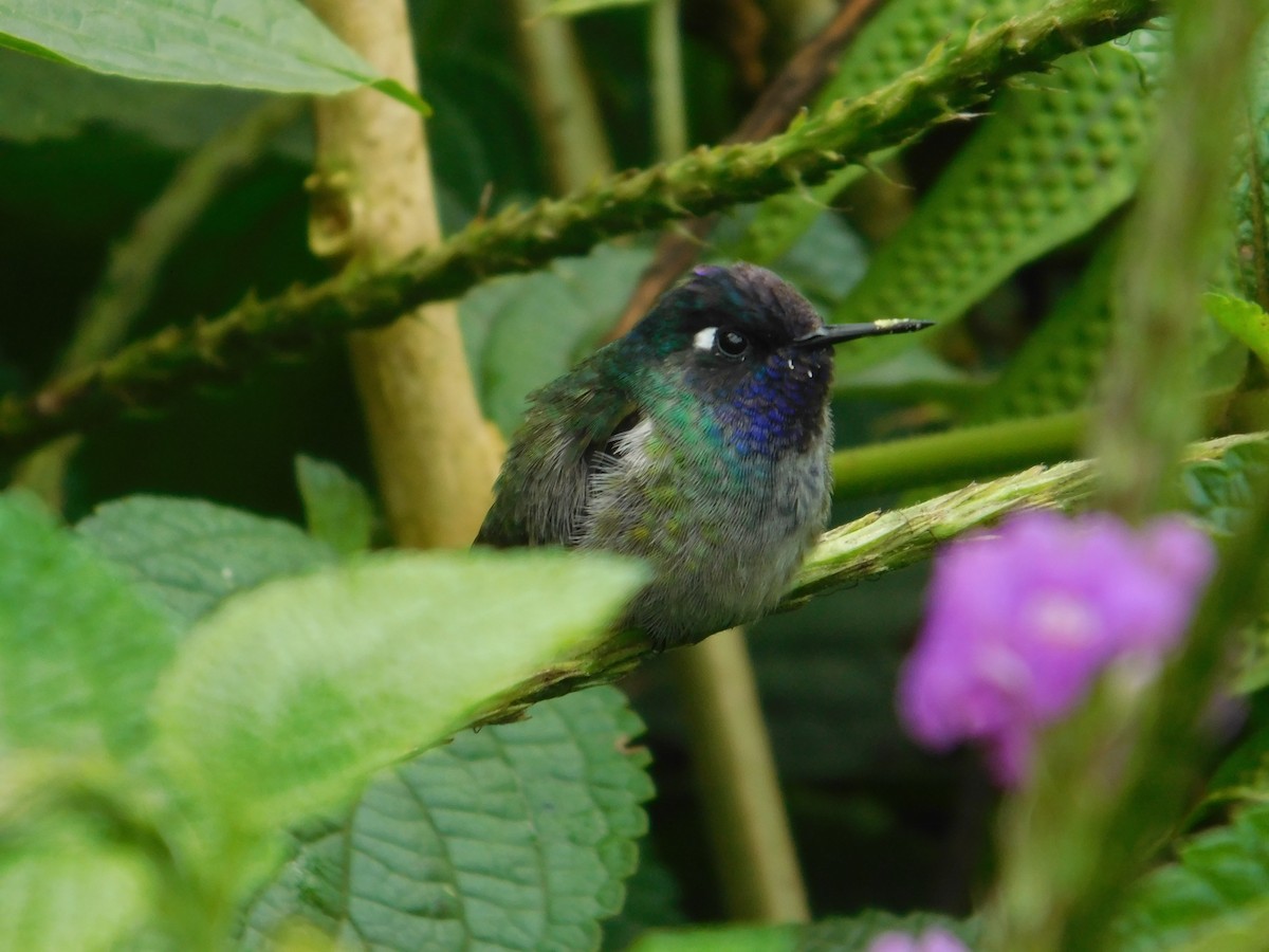 Violet-headed Hummingbird - ML616128549