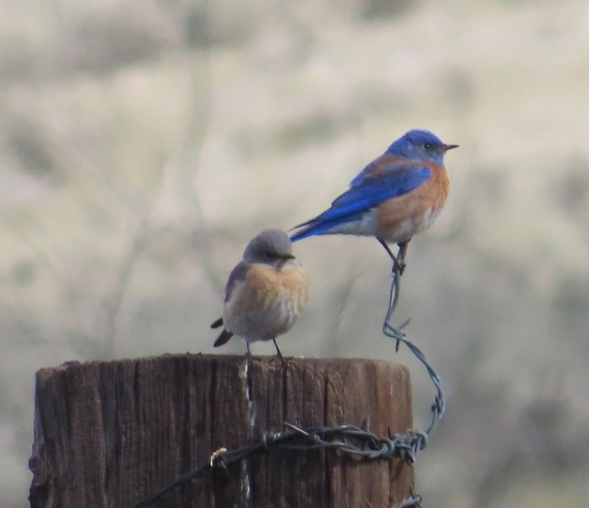 Western Bluebird - ML616128551