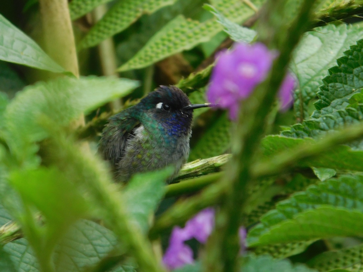 kolibřík fialovohlavý - ML616128555