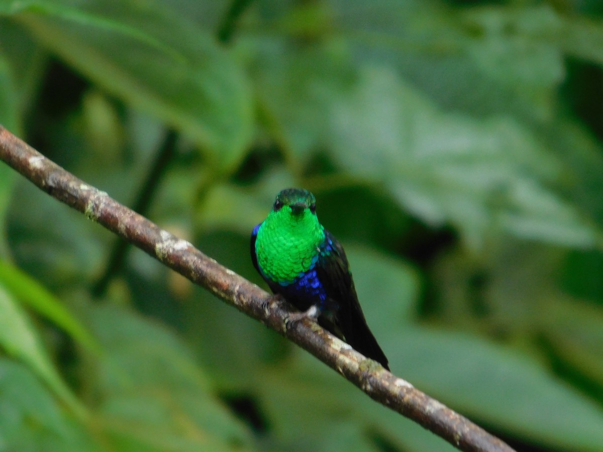kolibřík nymfový - ML616128649