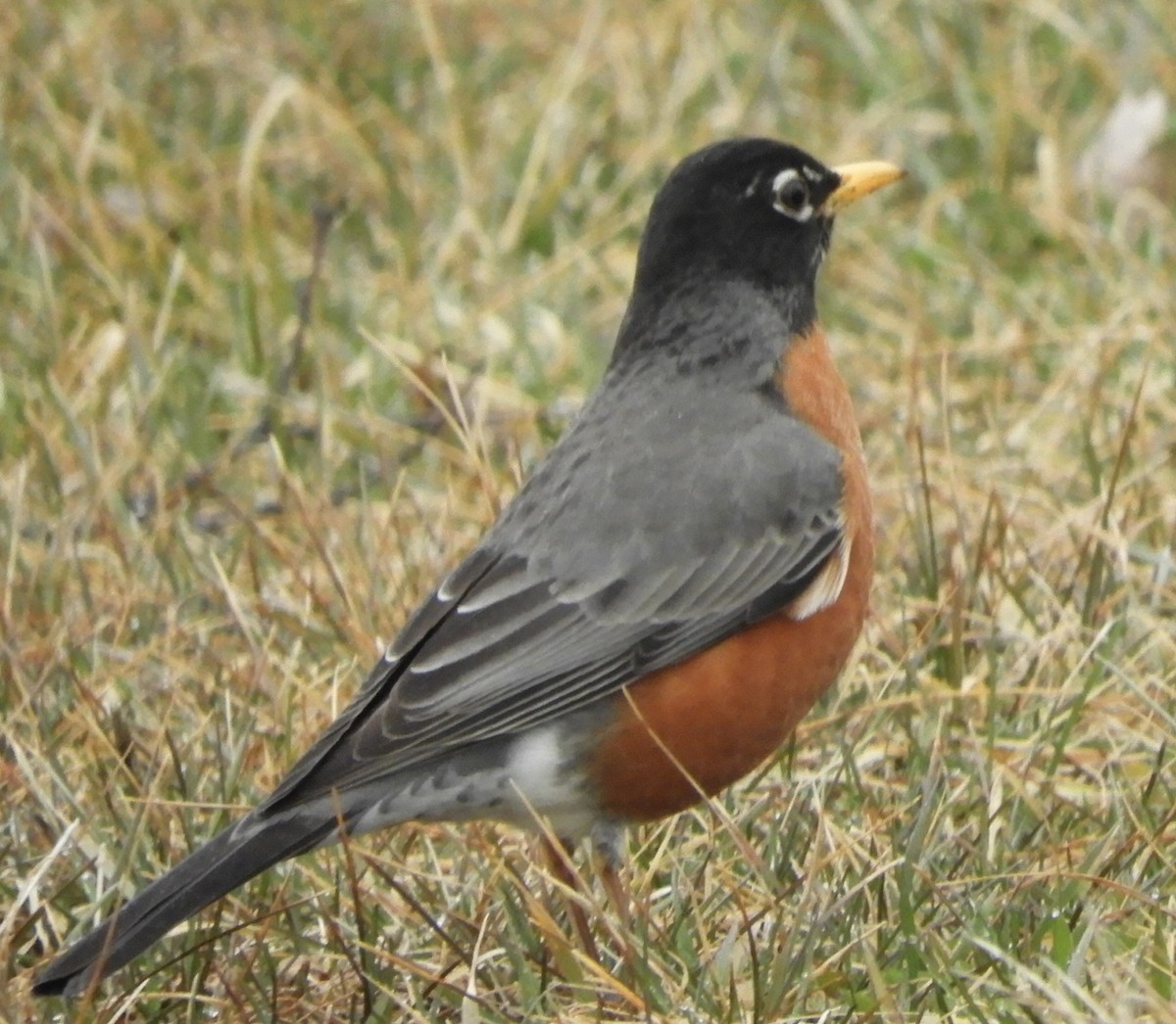 American Robin - Daniel Triplett