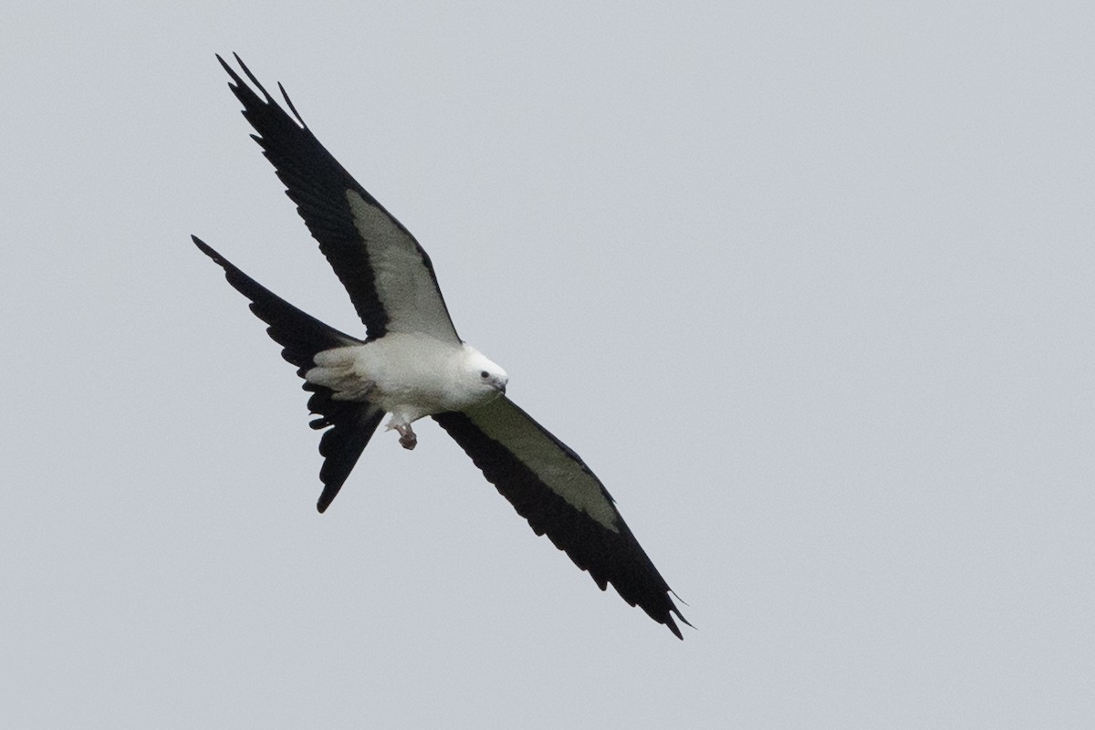 Swallow-tailed Kite - ML616128746