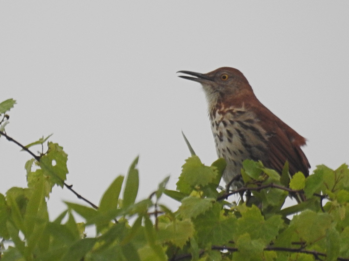 Brown Thrasher - ML616128760