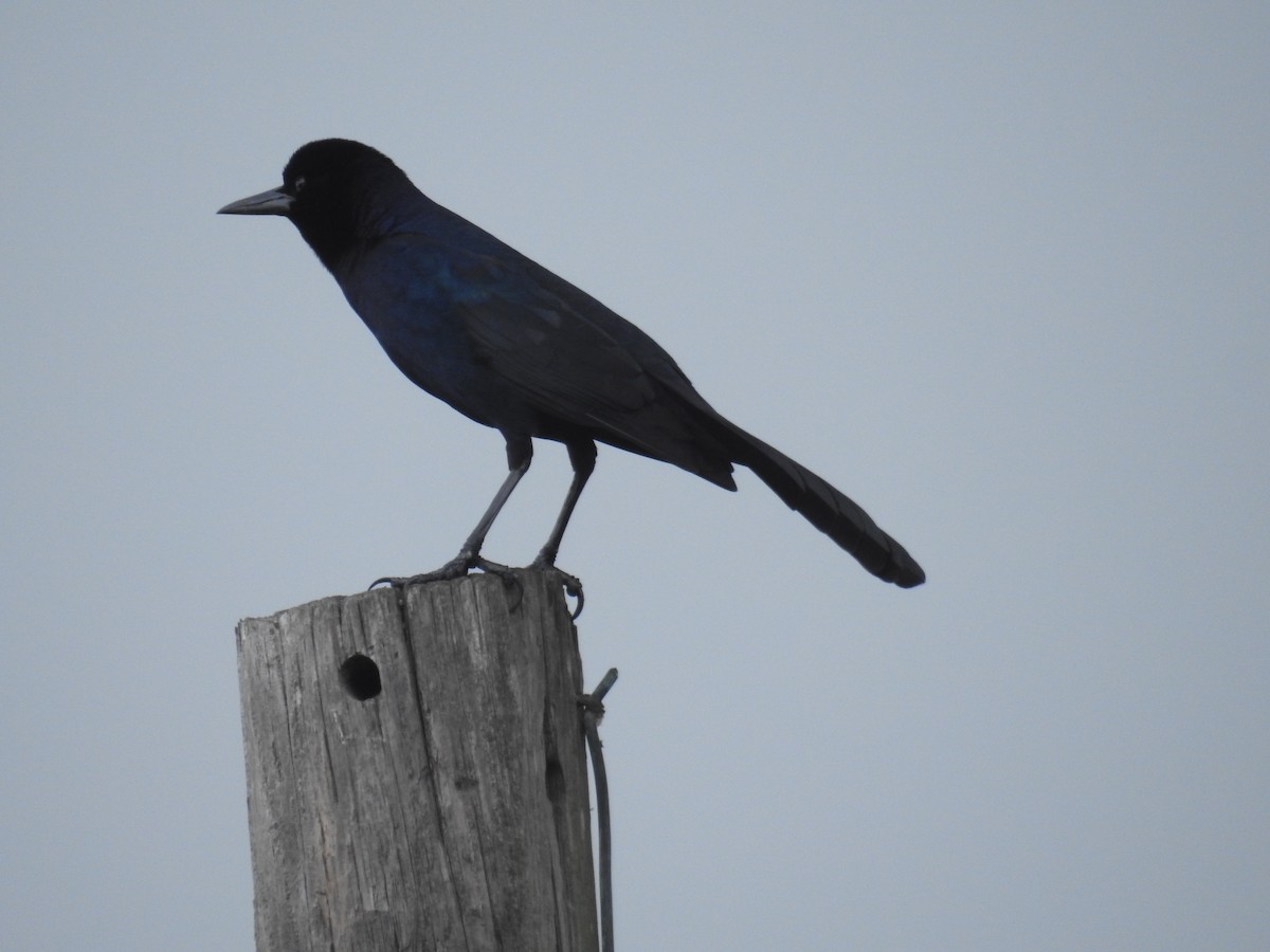 Boat-tailed Grackle - Wendy Meehan