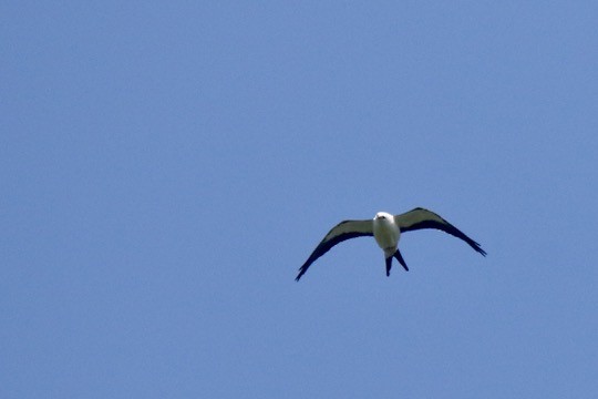Swallow-tailed Kite - ML616128905