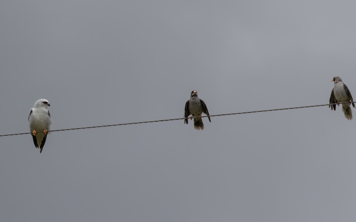 Black-shouldered Kite - shorty w