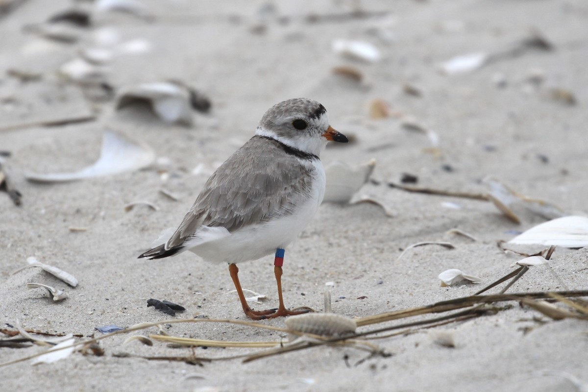 Piping Plover - ML616128914