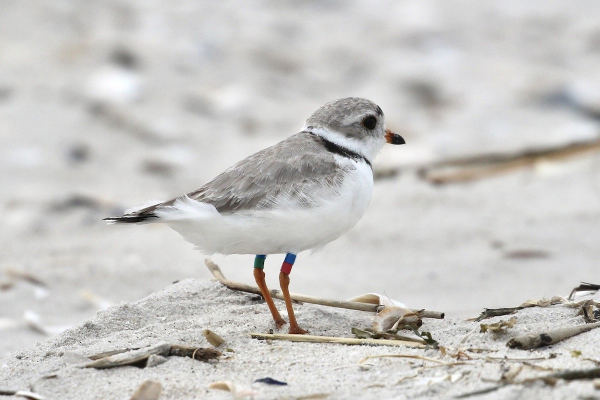 Piping Plover - ML616128916