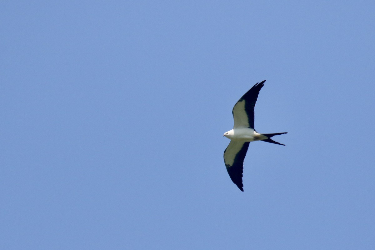 Swallow-tailed Kite - ML616129038