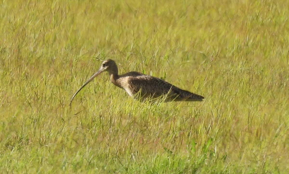 Long-billed Curlew - ML616129088