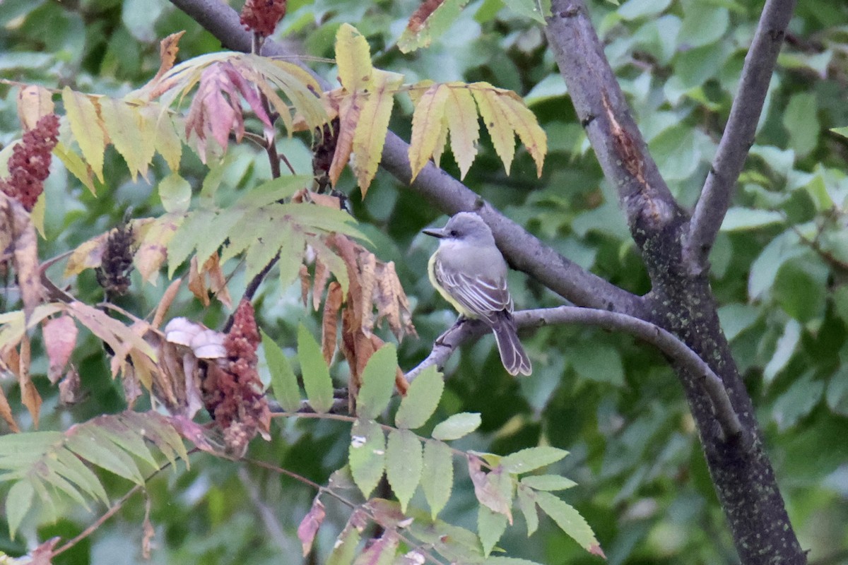 Tropical Kingbird - Jack Kew