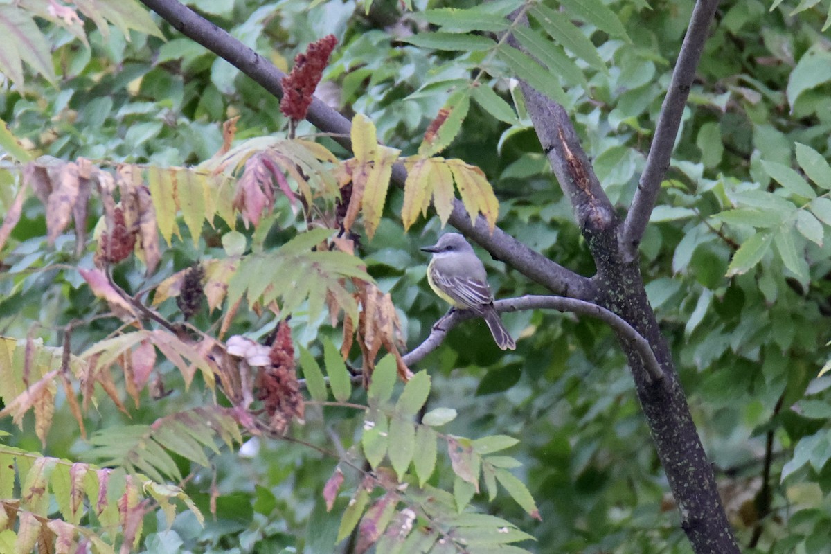 Tropical Kingbird - ML616129109