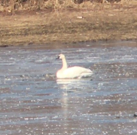 Tundra Swan (Whistling) - ML616129133