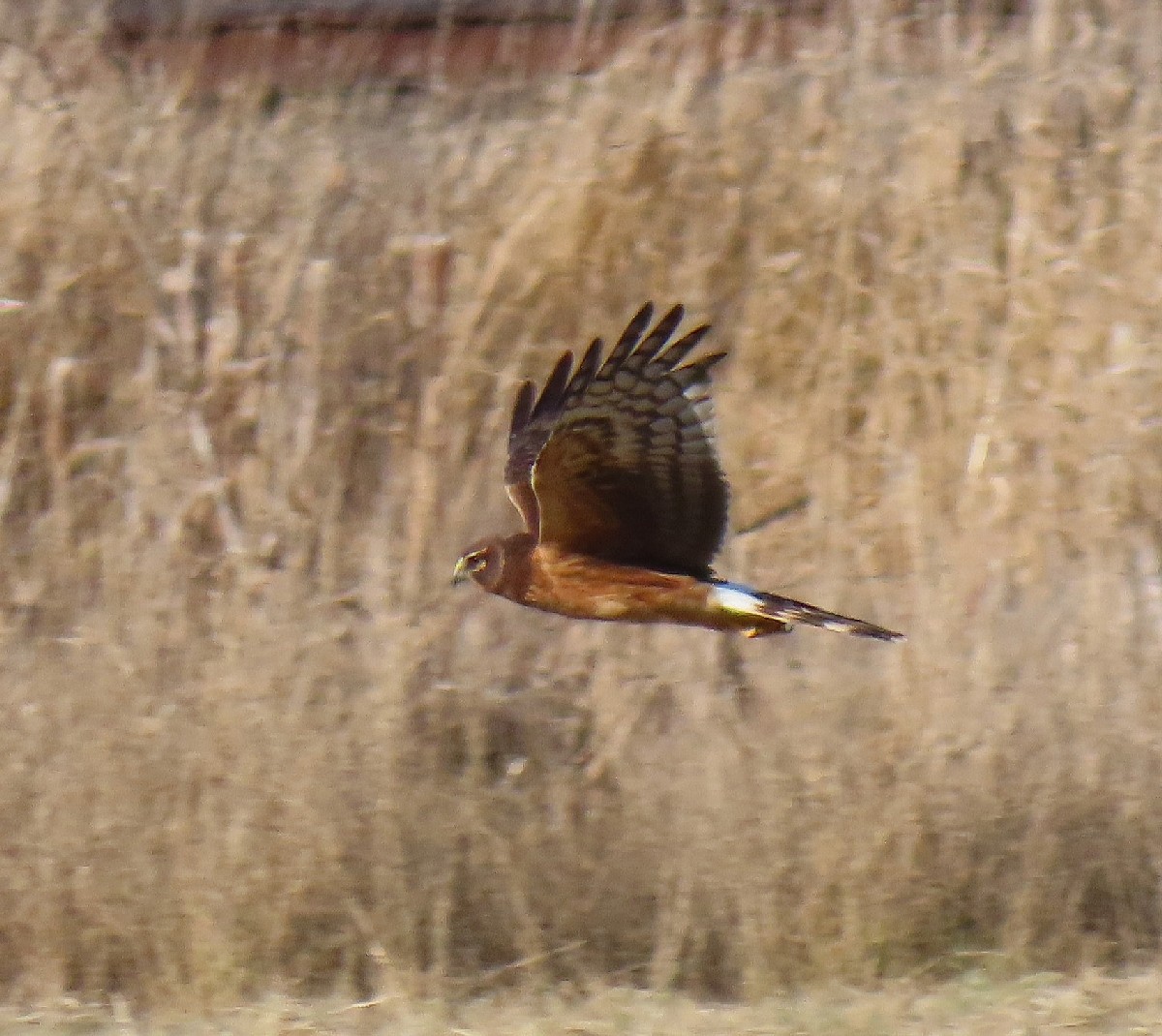 Northern Harrier - Bonnie Roemer