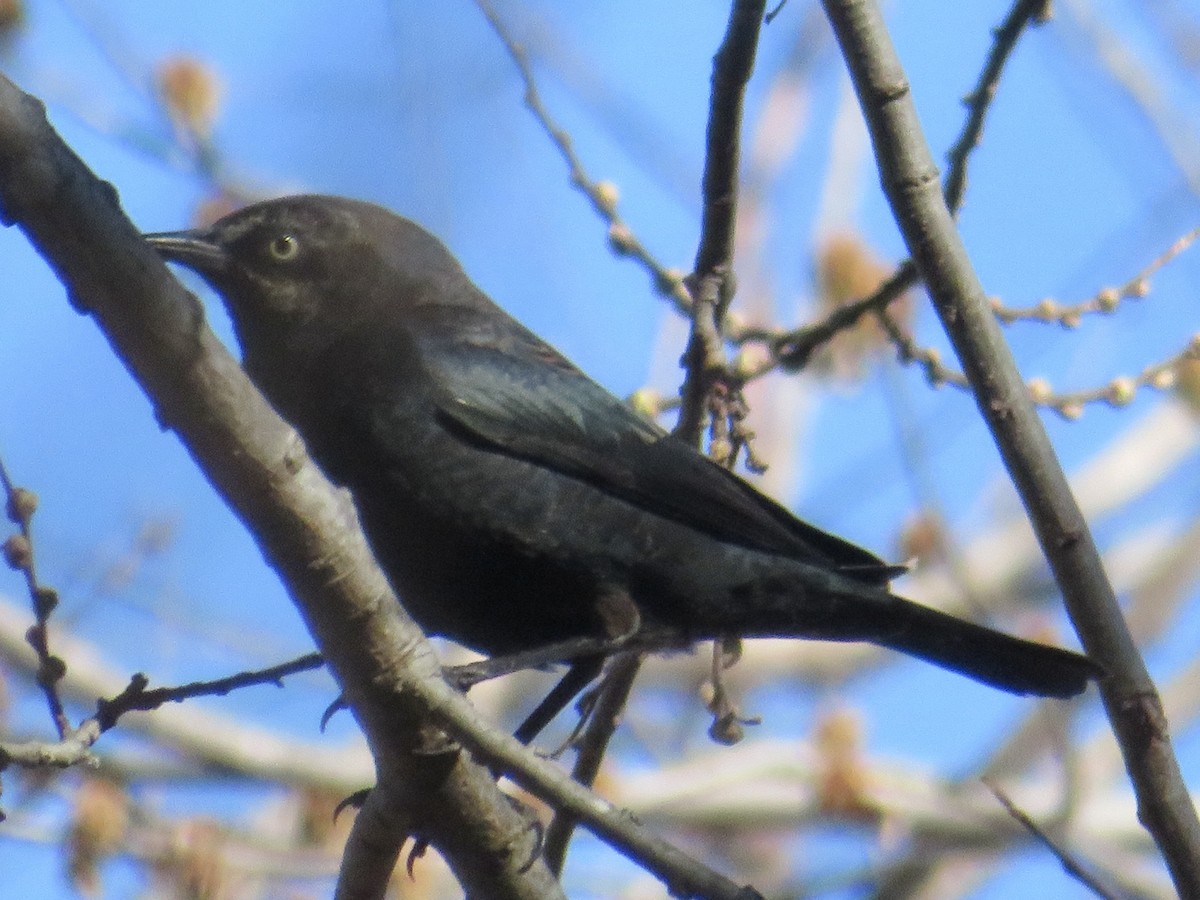 Rusty Blackbird - ML616129240