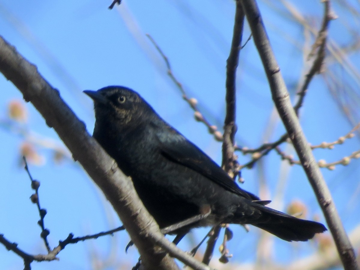 Rusty Blackbird - ML616129243