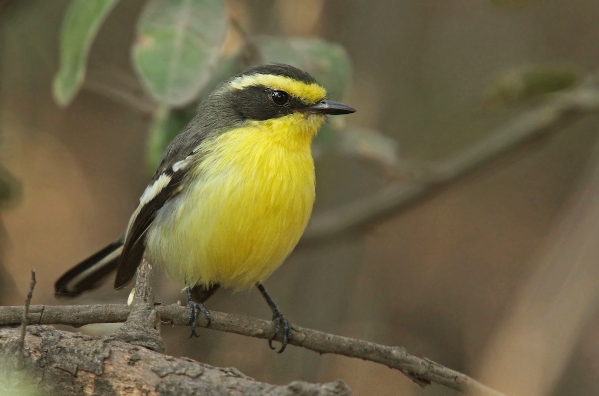 Tumbes Chat-Tyrant - Luke Seitz