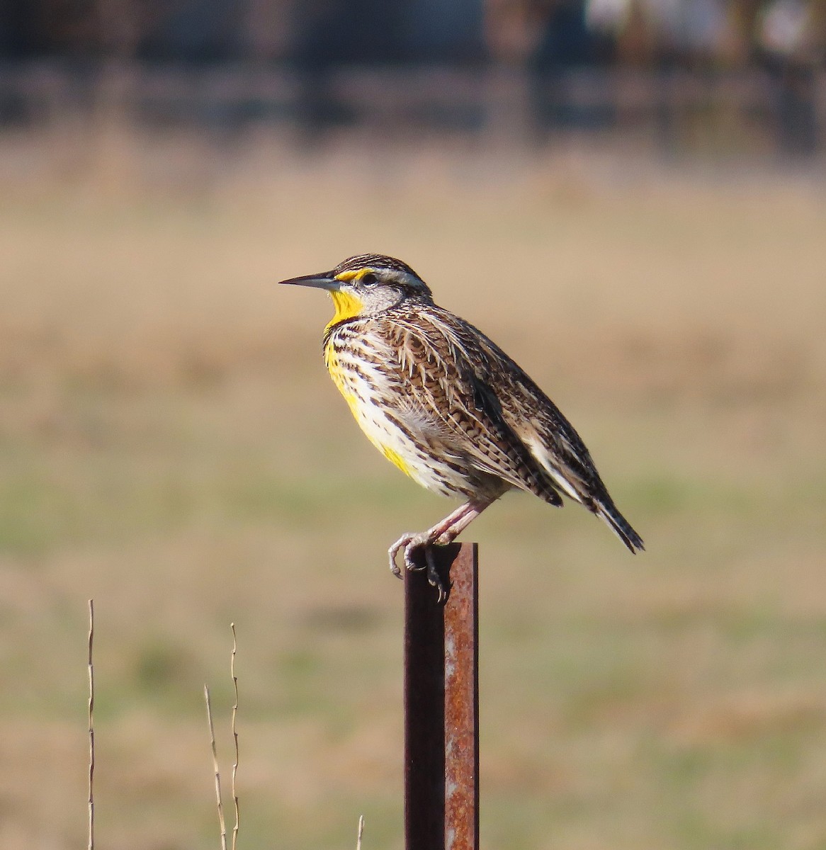 Western Meadowlark - ML616129377