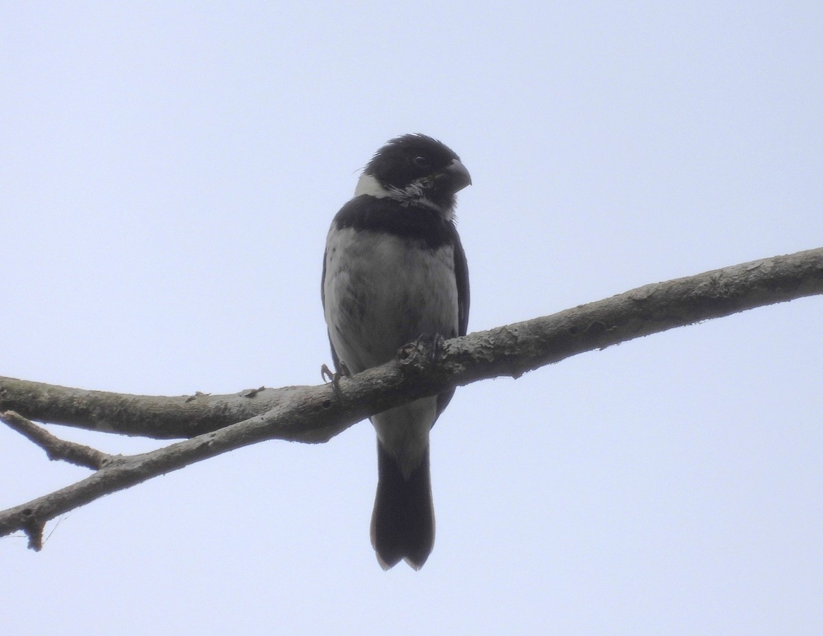 Variable Seedeater - ML616129393