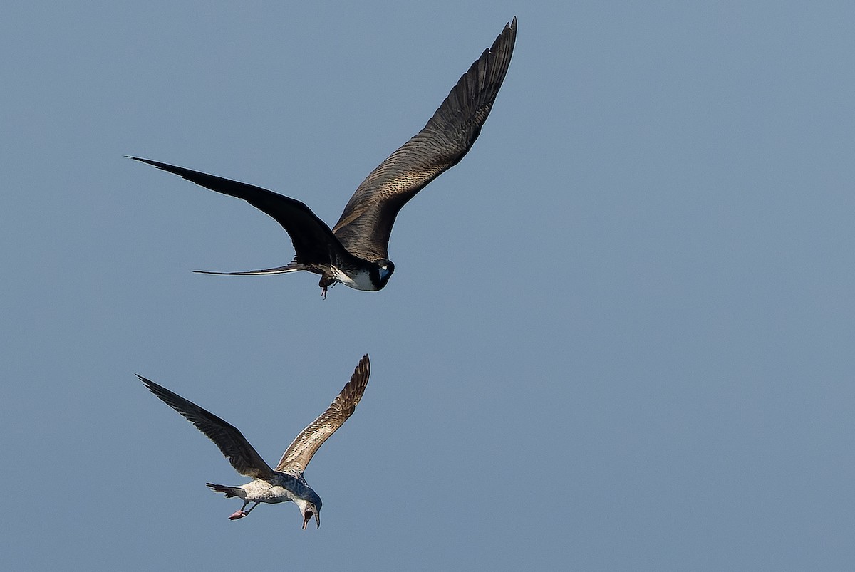 Magnificent Frigatebird - ML616129396