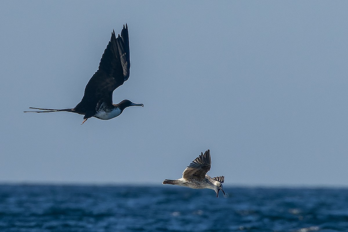 Magnificent Frigatebird - ML616129399