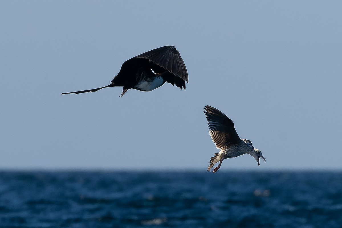 Magnificent Frigatebird - ML616129400