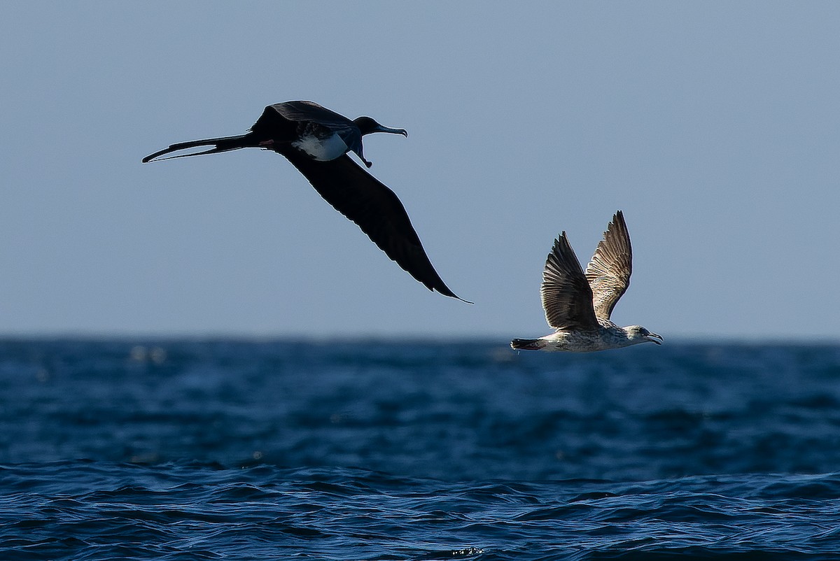 Magnificent Frigatebird - ML616129401