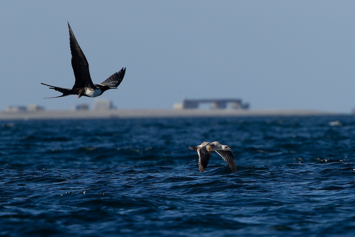 Magnificent Frigatebird - ML616129404