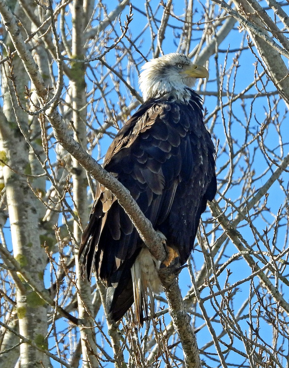 Bald Eagle - ML616129414