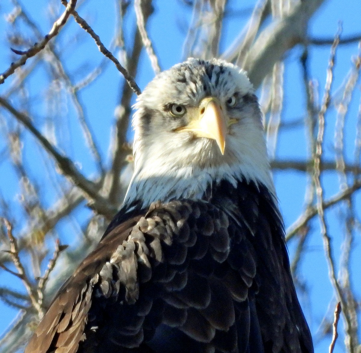 Bald Eagle - ML616129416