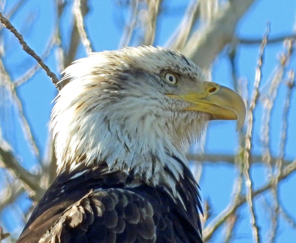 Bald Eagle - ML616129422